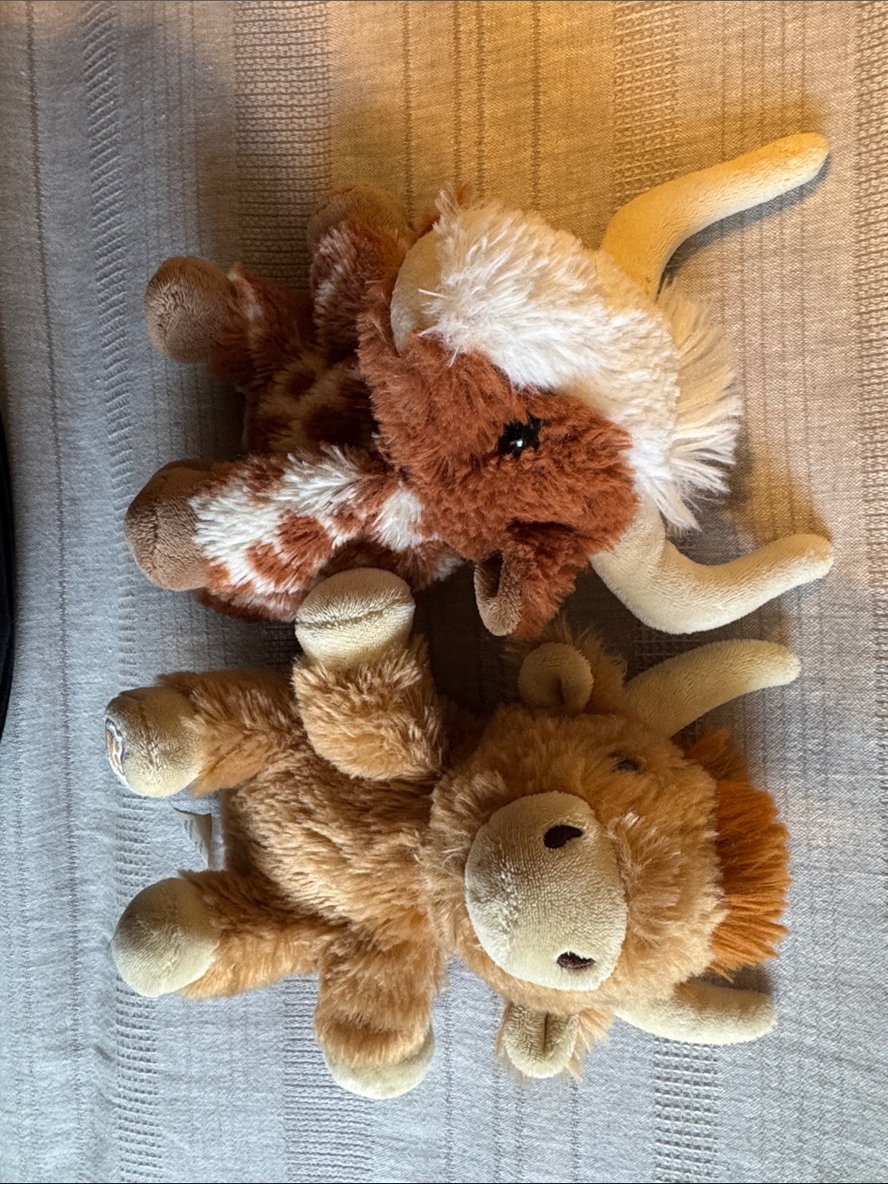 BAB MINI - longhorn and highland cow